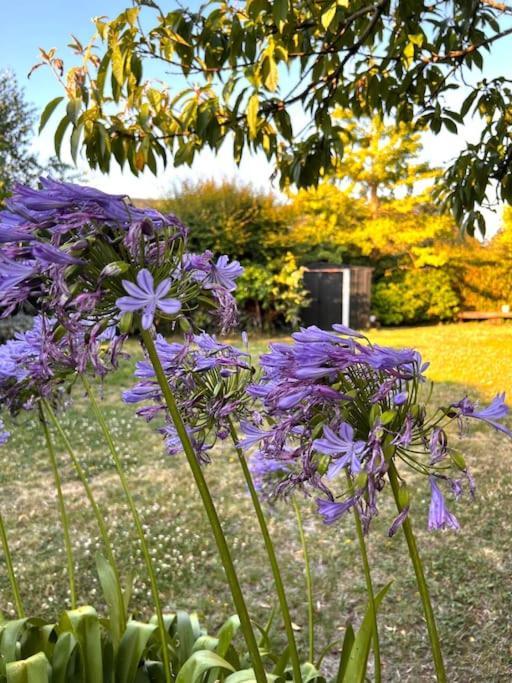 La Maison Rose - Avec Grand Jardin Clos A 300M De La Mer オートヴィル＝シュル＝メール エクステリア 写真